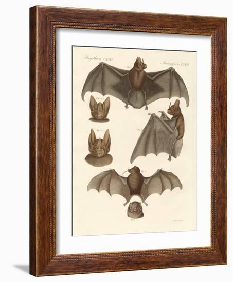 New Bats-null-Framed Giclee Print