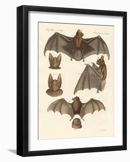 New Bats--Framed Giclee Print