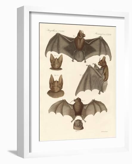 New Bats-null-Framed Giclee Print