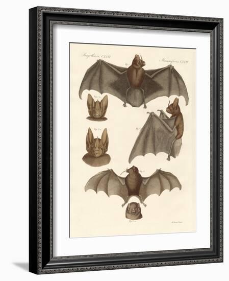 New Bats-null-Framed Giclee Print