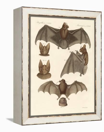 New Bats-null-Framed Premier Image Canvas