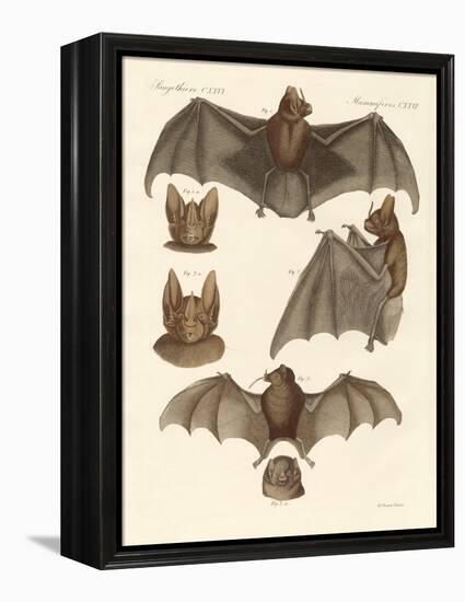 New Bats-null-Framed Premier Image Canvas