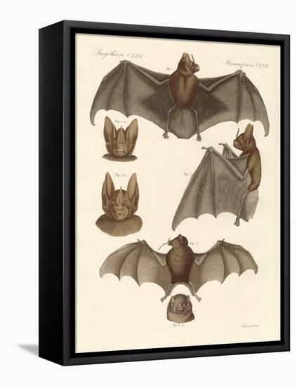 New Bats-null-Framed Premier Image Canvas