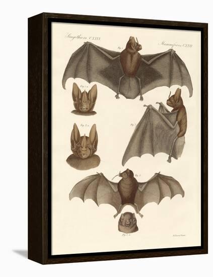 New Bats-null-Framed Premier Image Canvas