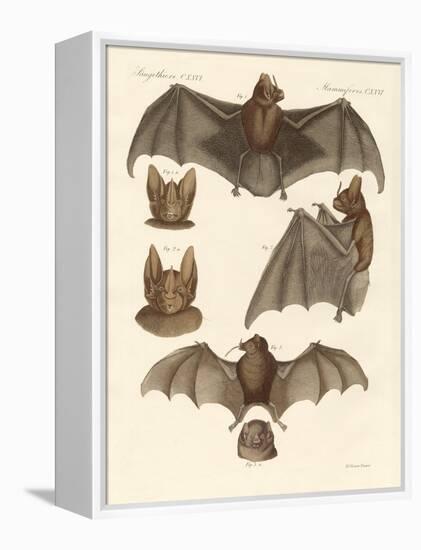 New Bats-null-Framed Premier Image Canvas