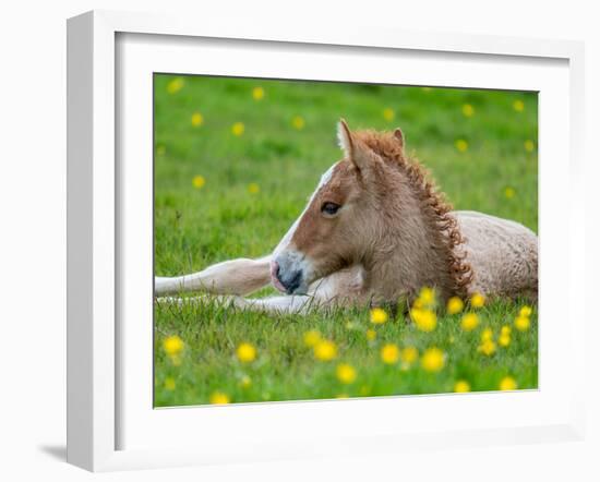 New Born Foal, Iceland-Arctic-Images-Framed Photographic Print