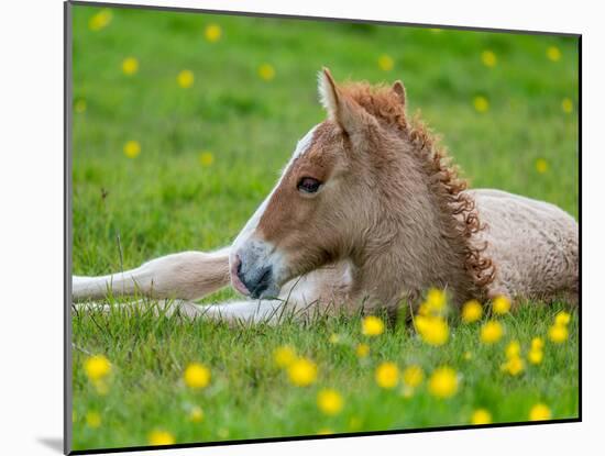 New Born Foal, Iceland-Arctic-Images-Mounted Photographic Print