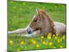 New Born Foal, Iceland-Arctic-Images-Mounted Photographic Print