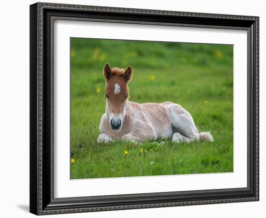 New Born Foal, Iceland-Arctic-Images-Framed Photographic Print