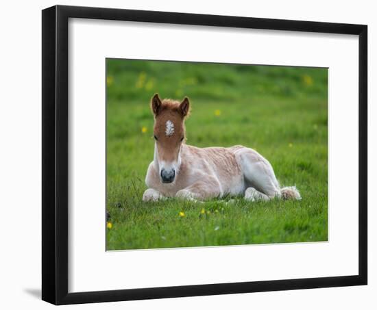 New Born Foal, Iceland-Arctic-Images-Framed Photographic Print