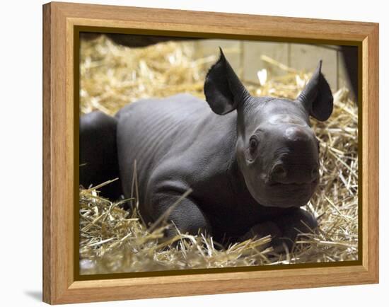 New Born Rhinoceros Zawadi Lifts its Head at the Zoo in Berlin-null-Framed Premier Image Canvas