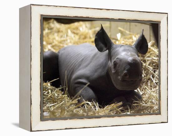 New Born Rhinoceros Zawadi Lifts its Head at the Zoo in Berlin-null-Framed Premier Image Canvas