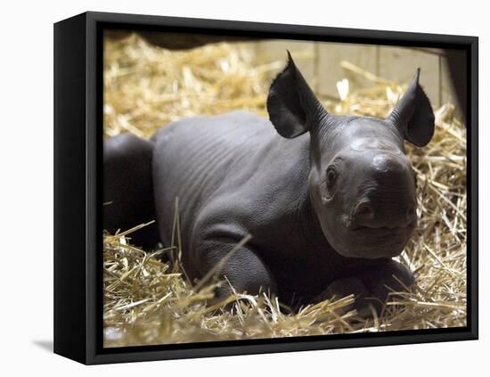 New Born Rhinoceros Zawadi Lifts its Head at the Zoo in Berlin-null-Framed Premier Image Canvas