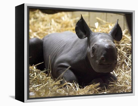 New Born Rhinoceros Zawadi Lifts its Head at the Zoo in Berlin-null-Framed Premier Image Canvas