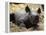 New Born Rhinoceros Zawadi Lifts its Head at the Zoo in Berlin-null-Framed Premier Image Canvas