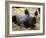 New Born Rhinoceros Zawadi Lifts its Head at the Zoo in Berlin-null-Framed Photographic Print