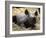 New Born Rhinoceros Zawadi Lifts its Head at the Zoo in Berlin-null-Framed Photographic Print