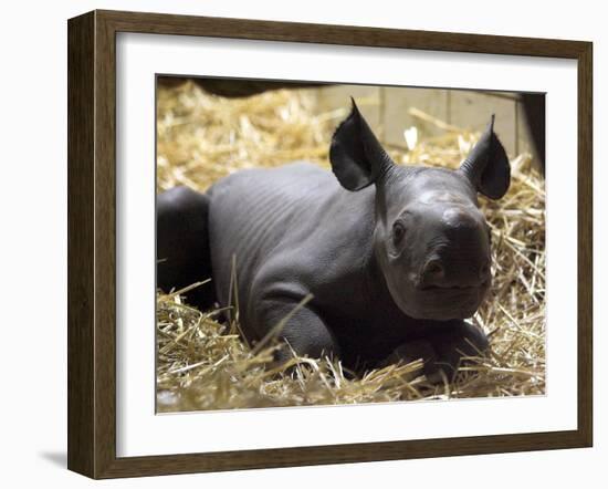 New Born Rhinoceros Zawadi Lifts its Head at the Zoo in Berlin-null-Framed Photographic Print