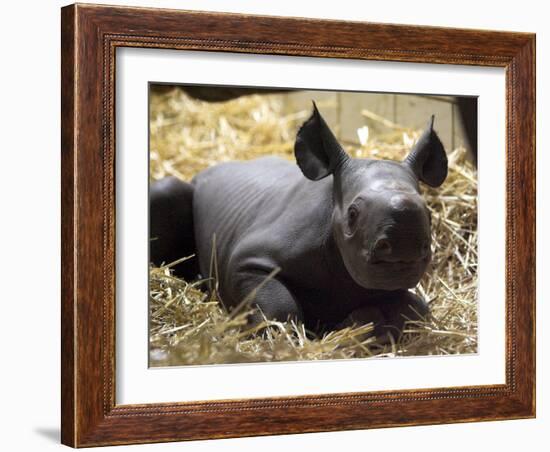 New Born Rhinoceros Zawadi Lifts its Head at the Zoo in Berlin-null-Framed Photographic Print