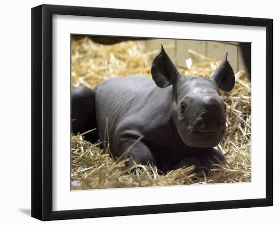 New Born Rhinoceros Zawadi Lifts its Head at the Zoo in Berlin-null-Framed Photographic Print