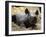 New Born Rhinoceros Zawadi Lifts its Head at the Zoo in Berlin-null-Framed Photographic Print