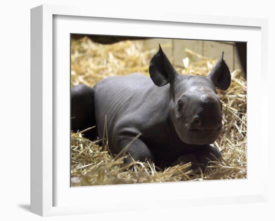 New Born Rhinoceros Zawadi Lifts its Head at the Zoo in Berlin-null-Framed Photographic Print