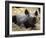 New Born Rhinoceros Zawadi Lifts its Head at the Zoo in Berlin-null-Framed Photographic Print