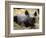 New Born Rhinoceros Zawadi Lifts its Head at the Zoo in Berlin-null-Framed Photographic Print