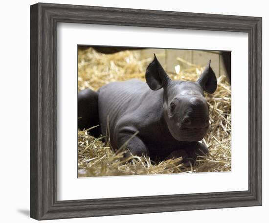 New Born Rhinoceros Zawadi Lifts its Head at the Zoo in Berlin-null-Framed Photographic Print