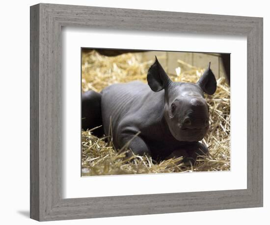 New Born Rhinoceros Zawadi Lifts its Head at the Zoo in Berlin-null-Framed Photographic Print