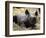 New Born Rhinoceros Zawadi Lifts its Head at the Zoo in Berlin-null-Framed Photographic Print