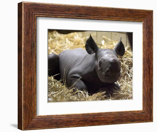 New Born Rhinoceros Zawadi Lifts its Head at the Zoo in Berlin-null-Framed Photographic Print