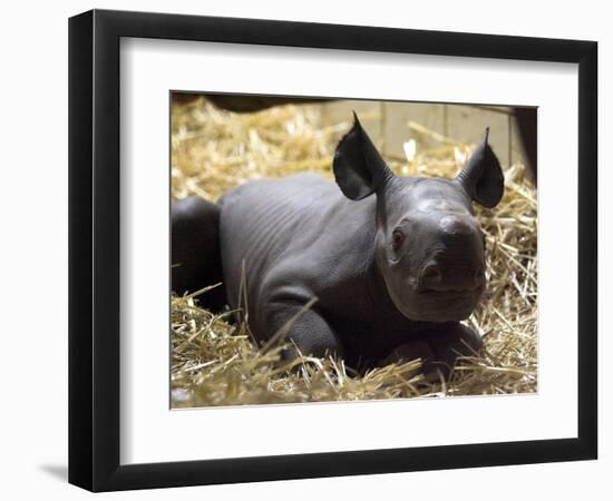 New Born Rhinoceros Zawadi Lifts its Head at the Zoo in Berlin-null-Framed Photographic Print