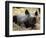 New Born Rhinoceros Zawadi Lifts its Head at the Zoo in Berlin-null-Framed Photographic Print