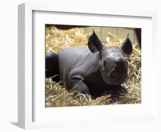 New Born Rhinoceros Zawadi Lifts its Head at the Zoo in Berlin-null-Framed Photographic Print