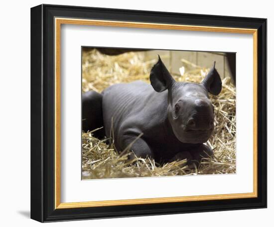 New Born Rhinoceros Zawadi Lifts its Head at the Zoo in Berlin-null-Framed Photographic Print