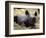 New Born Rhinoceros Zawadi Lifts its Head at the Zoo in Berlin-null-Framed Photographic Print