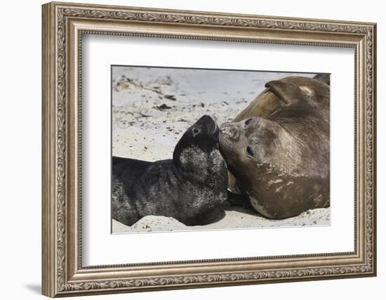 New Born Southern Elephant Seal (Mirounga Leonina) Pup with Mother-Eleanor Scriven-Framed Photographic Print