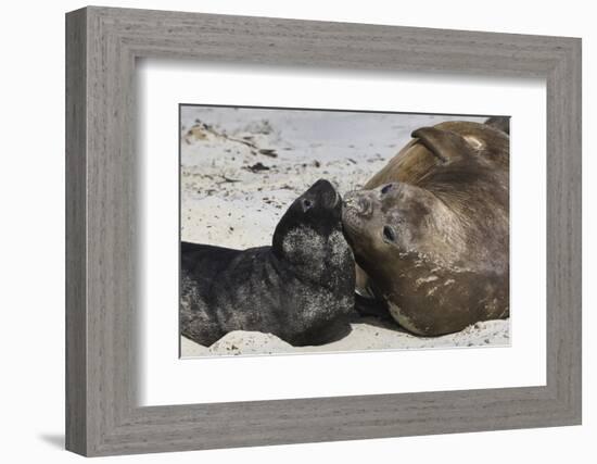 New Born Southern Elephant Seal (Mirounga Leonina) Pup with Mother-Eleanor Scriven-Framed Photographic Print