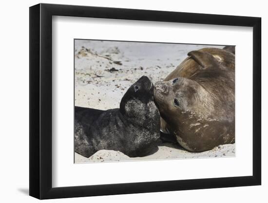 New Born Southern Elephant Seal (Mirounga Leonina) Pup with Mother-Eleanor Scriven-Framed Photographic Print