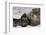 New Born Southern Elephant Seal (Mirounga Leonina) Pup with Mother-Eleanor Scriven-Framed Photographic Print