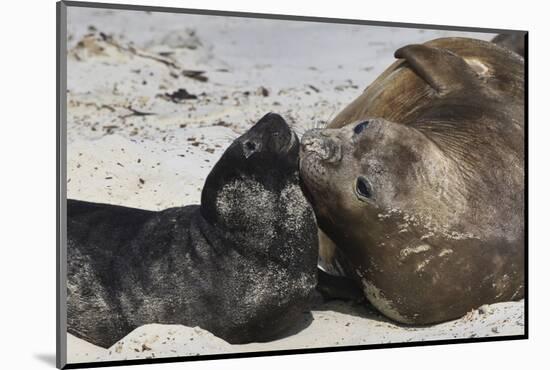 New Born Southern Elephant Seal (Mirounga Leonina) Pup with Mother-Eleanor Scriven-Mounted Photographic Print