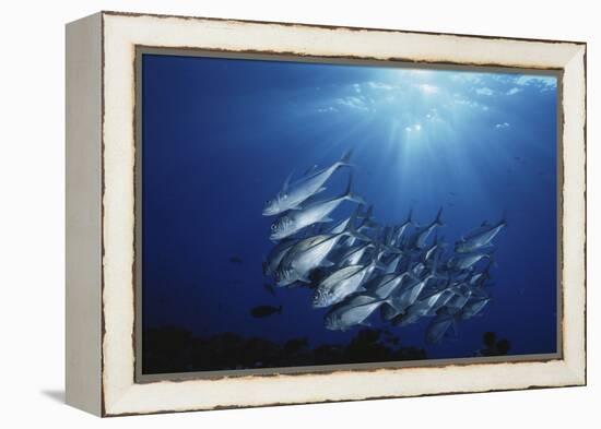 New Britain, New Guinea, School of Jackfish in Undersea-Stuart Westmorland-Framed Premier Image Canvas