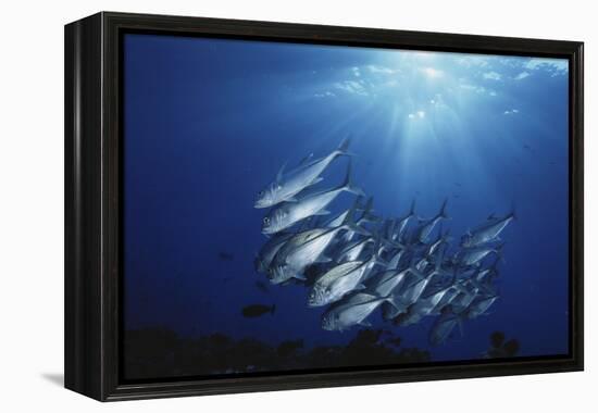 New Britain, New Guinea, School of Jackfish in Undersea-Stuart Westmorland-Framed Premier Image Canvas