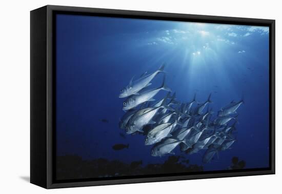 New Britain, New Guinea, School of Jackfish in Undersea-Stuart Westmorland-Framed Premier Image Canvas
