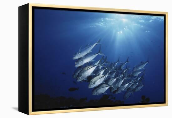 New Britain, New Guinea, School of Jackfish in Undersea-Stuart Westmorland-Framed Premier Image Canvas