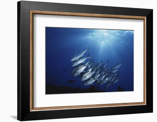 New Britain, New Guinea, School of Jackfish in Undersea-Stuart Westmorland-Framed Photographic Print
