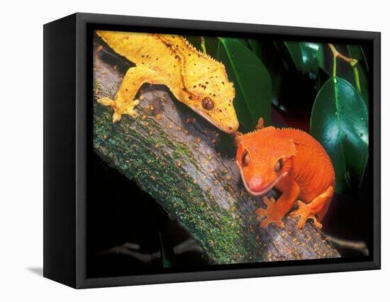 New Caledonia Crested Gecko, Native to New Caledonia-David Northcott-Framed Premier Image Canvas