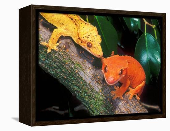 New Caledonia Crested Gecko, Native to New Caledonia-David Northcott-Framed Premier Image Canvas