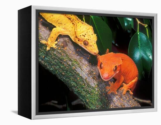 New Caledonia Crested Gecko, Native to New Caledonia-David Northcott-Framed Premier Image Canvas